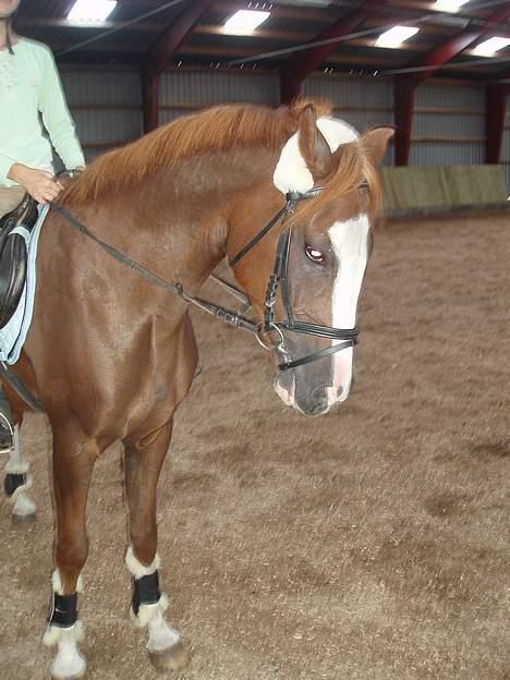 Anden særlig race Starlight <33 - Her holder vii igen Parade ..? xD <3 Elsker diq Søhest /Hans Kælenavn/ billede 3