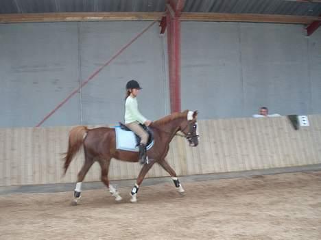 Anden særlig race Starlight <33 - Igen Dressur <3 xD billede 4