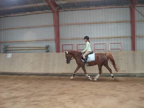 Anden særlig race Starlight <33 - Her laver vi fri trav, som vi ikke er såå gode til endnu xD <33 billede 5