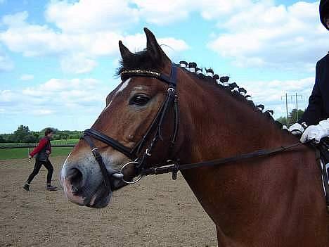 Anden særlig race My Lucky Lukas<3 - Solgt  - Første stævne  billede 13