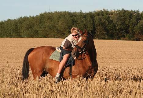 Trakehner Uniq Schwandro R.I.P. - Kornmarker er endnu en gang smukke - hvis man parkere en hest deri billede 17