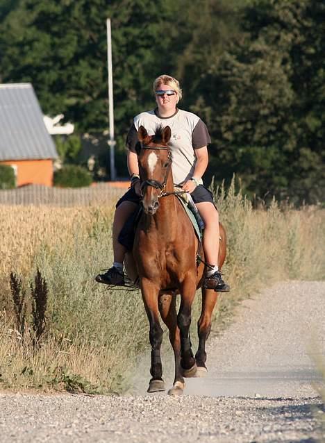 Trakehner Uniq Schwandro R.I.P. - På en sommerdag og i strålende sol       -       *nynner* billede 18