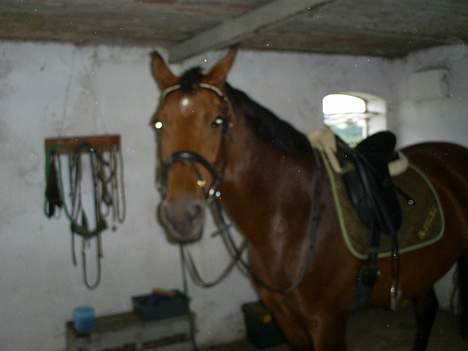 Dansk Varmblod Ratina RDH hoppe "RIP" - ratina lige inden vi skal ud at ride billede 8
