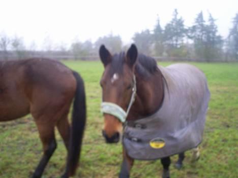 Dansk Varmblod Ratina RDH hoppe "RIP" - her kigger hun lige  igen på hvad jeg laver  billede 10