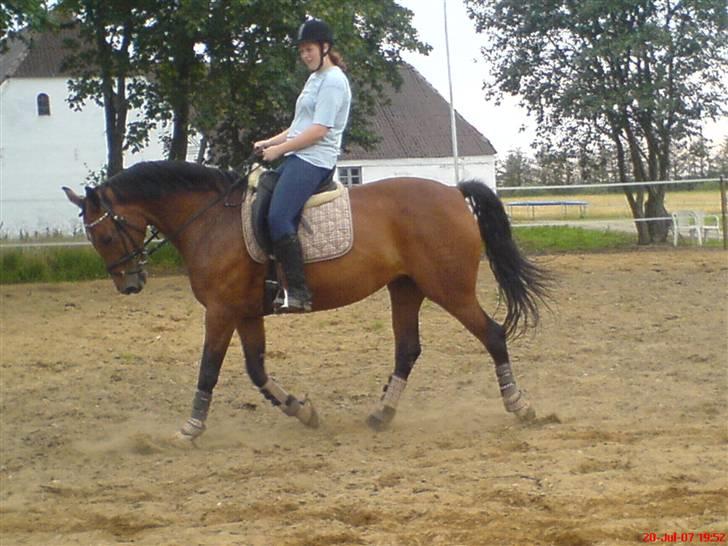 Dansk Varmblod Ratina RDH hoppe "RIP" - træner dressur den 20/7 billede 11