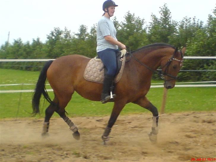 Dansk Varmblod Ratina RDH hoppe "RIP" - her rider vi lige lidt dressur den 20/7 billede 13