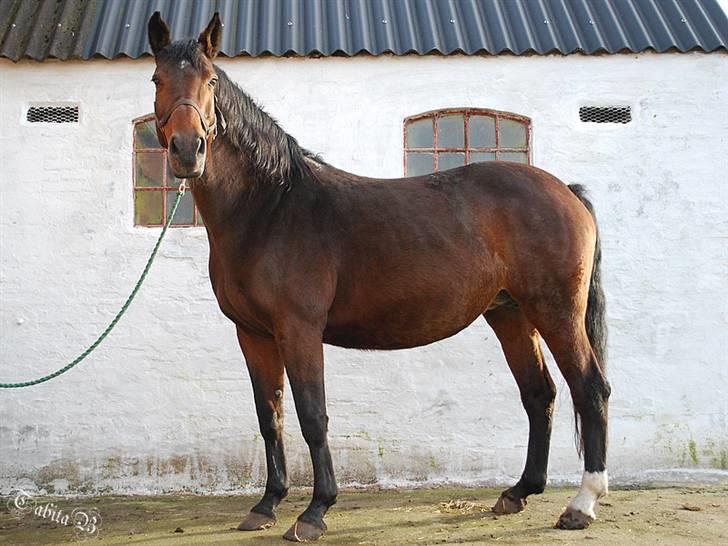 Dansk Varmblod Ratina RDH hoppe "RIP" - I fol, 9 dage inden termin billede 14