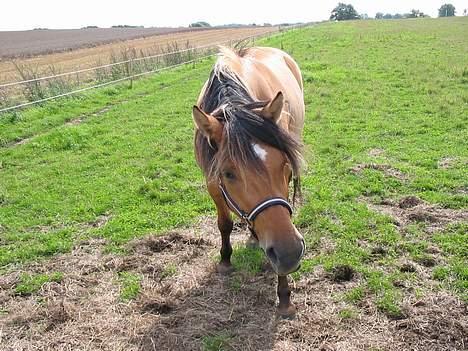 Anden særlig race Surprise (Himmelhest) - hmm nyder livet på en dejlig stor græs mark. billede 9