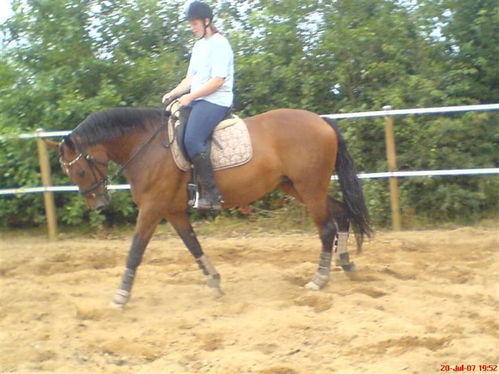 Dansk Varmblod Ratina RDH hoppe "RIP" - dressur den 20/7 billede 15