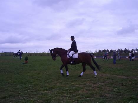 Dansk Varmblod Ratina RDH hoppe "RIP" - fra stævne den 21/4-2007 fuck hvor er hun dejlig billede 19