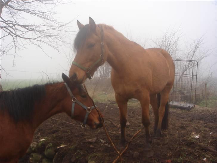 Anden særlig race Surprise (Himmelhest) - Hva så brormand... billede 10