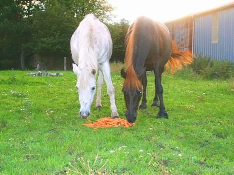 DSP Kathinka billede 17