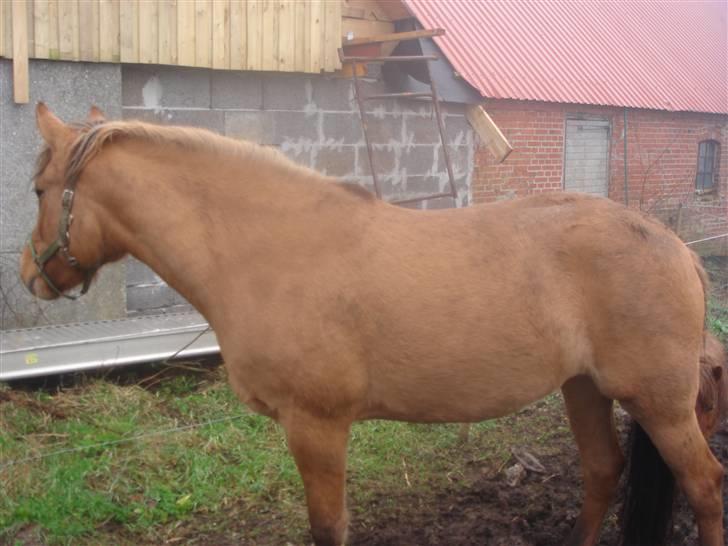 Anden særlig race Surprise (Himmelhest) - Godt med noget vinterpels. billede 12