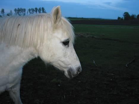 DSP Kathinka billede 18