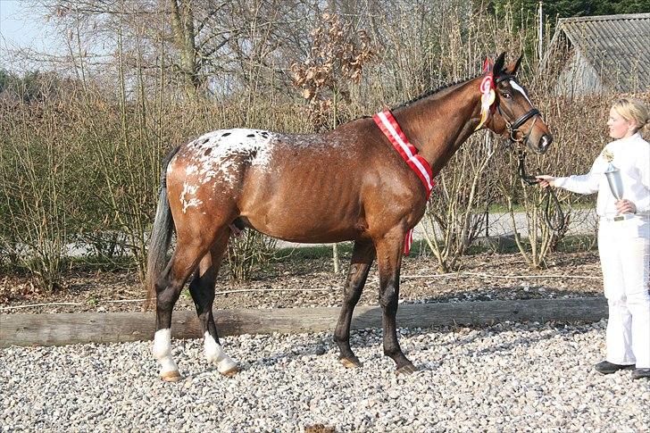 Knabstrupper Nørgårds Xaxo - Kåring 2009 billede 1