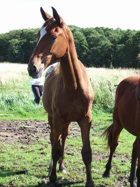 Knabstrupper Nørgårds Xaxo billede 2