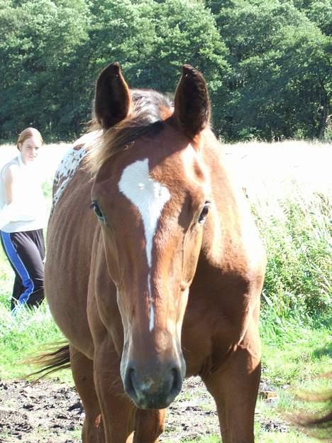 Knabstrupper Nørgårds Xaxo billede 3