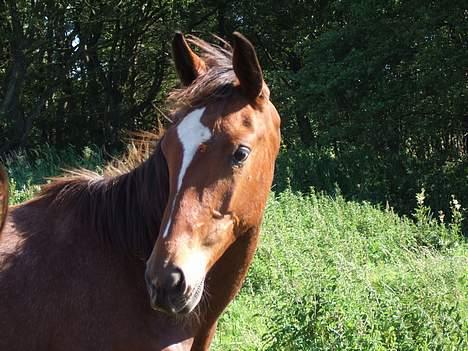 Knabstrupper Nørgårds Xaxo billede 4