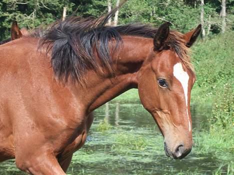 Knabstrupper Nørgårds Xaxo billede 5