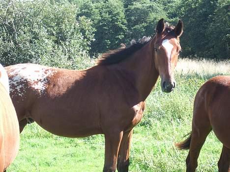 Knabstrupper Nørgårds Xaxo billede 6