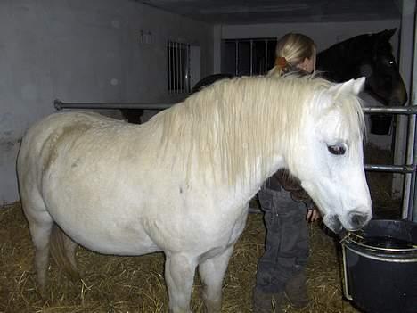 Welsh Cob (sec D) Revalla SOLGT! - Her har vi lige en dårlig vane:( billede 2