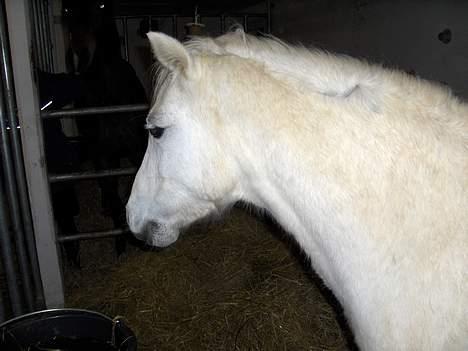 Welsh Cob (sec D) Revalla SOLGT! - miig igen igen.. billede 3