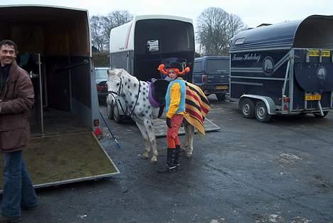 Welsh Cob (sec D) Revalla SOLGT! - mig og Revalla til fastelavnsstævne. billede 4