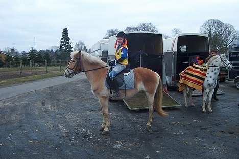 Welsh Cob (sec D) Revalla SOLGT! - her er vi igen. det er os som er i højre side.... billede 5