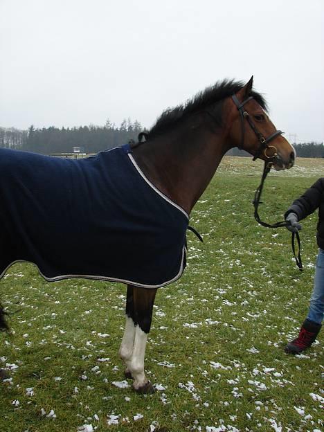 Welsh Partbred (Sec F) † Coelenhage's Pia † <'3 - Du har et plads i mit <3 billede 1