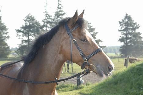 Welsh Partbred (Sec F) † Coelenhage's Pia † <'3 - Lidt træt ´heh billede 4