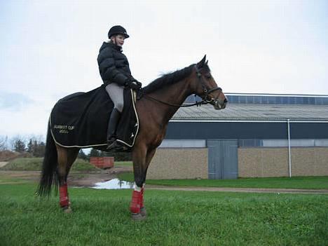 Welsh Partbred (Sec F) † Coelenhage's Pia † <'3 billede 5