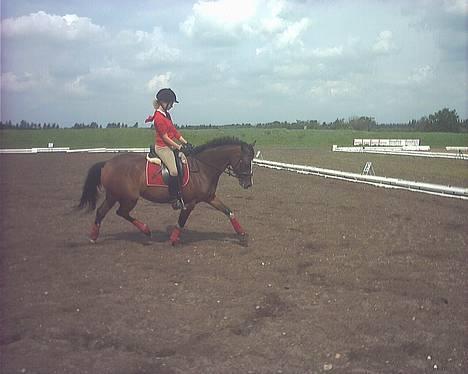 Welsh Partbred (Sec F) † Coelenhage's Pia † <'3 - Træning - se lig´ bagbenene :) billede 6