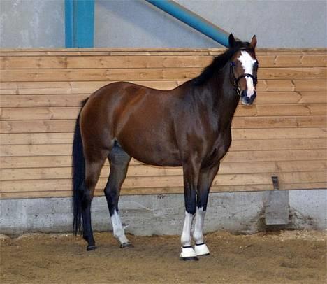 Welsh Partbred (Sec F) † Coelenhage's Pia † <'3 - Nyt* billede 8