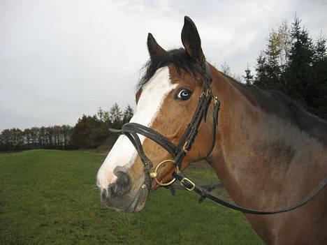 Welsh Partbred (Sec F) † Coelenhage's Pia † <'3 billede 10