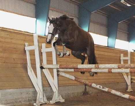 Welsh Partbred (Sec F) † Coelenhage's Pia † <'3 - Nyt*  Springer ret højt over <3 billede 11