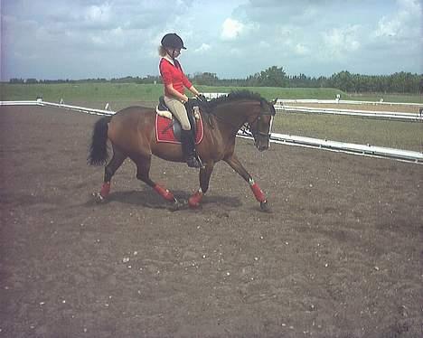 Welsh Partbred (Sec F) † Coelenhage's Pia † <'3 - Træning igeen  billede 14