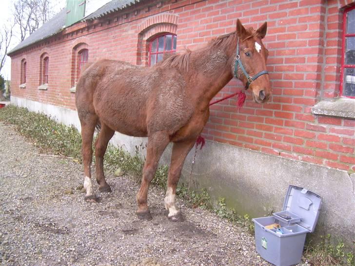 Dansk Varmblod Bella - Sådan kan man altså også se ud, når man hedder Bella, har en kæmpe-fed vinterpels, og godt kan li´ at rulle sig... Suk! billede 3