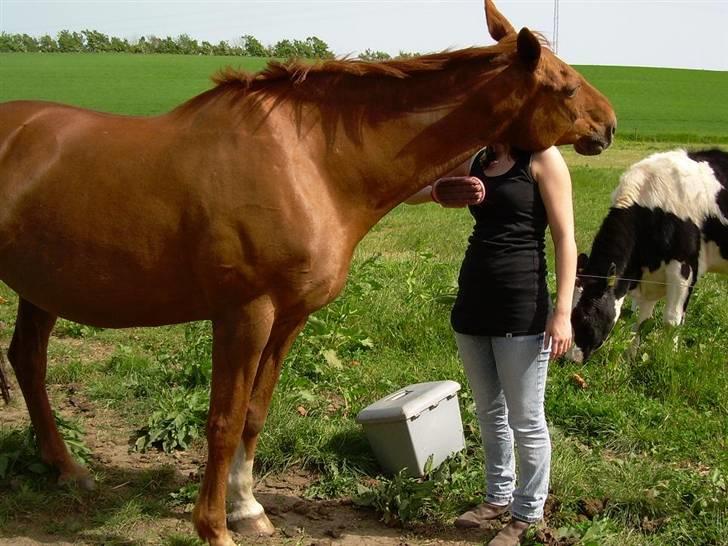 Dansk Varmblod Bella - En hyggestund på marken. D. 30. maj 2008. Disse stunder savner jeg ufattelig meget... billede 4