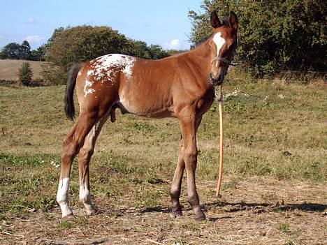 Knabstrupper Nørgårds Xaxo billede 7