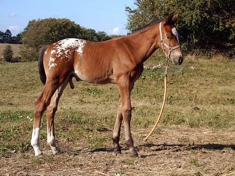 Knabstrupper Nørgårds Xaxo billede 8