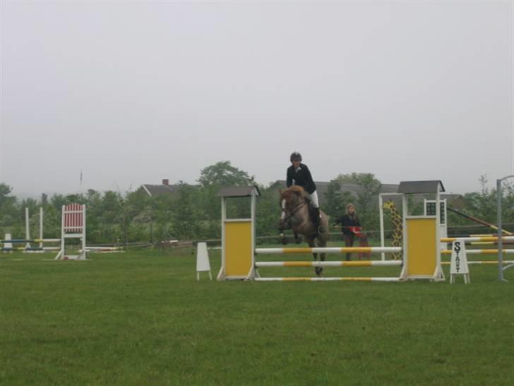 Welsh Cob (sec D) Hatting Kiss - Thorsø d. 28 maj 2007. billede 15