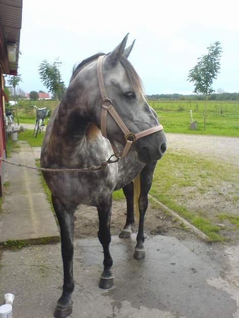 Anden særlig race Tulle billede 8