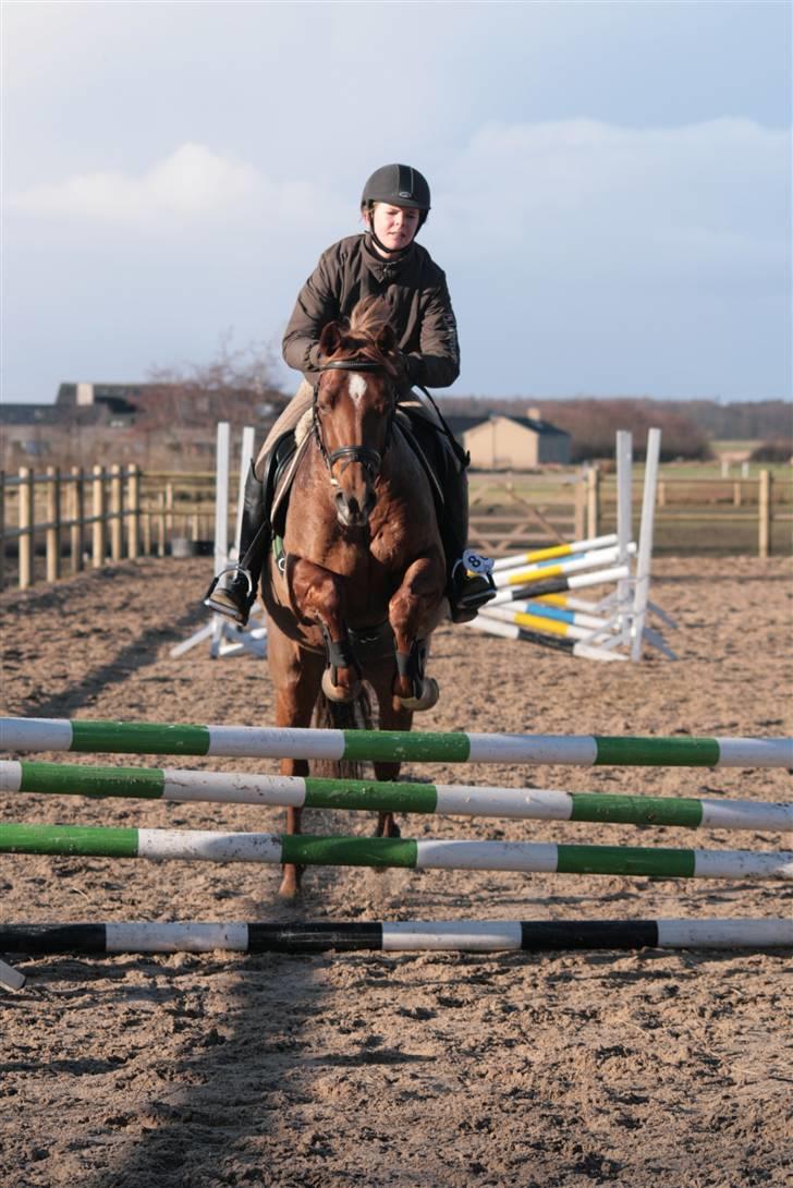 Welsh Cob (sec D) Kielshoop Honeyrose Solgt - Foto: SisseKallehave billede 6