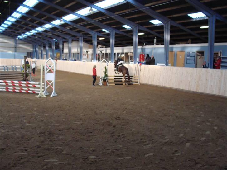 Welsh Cob (sec D) Kielshoop Honeyrose Solgt billede 7