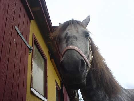 Anden særlig race Tulle billede 12