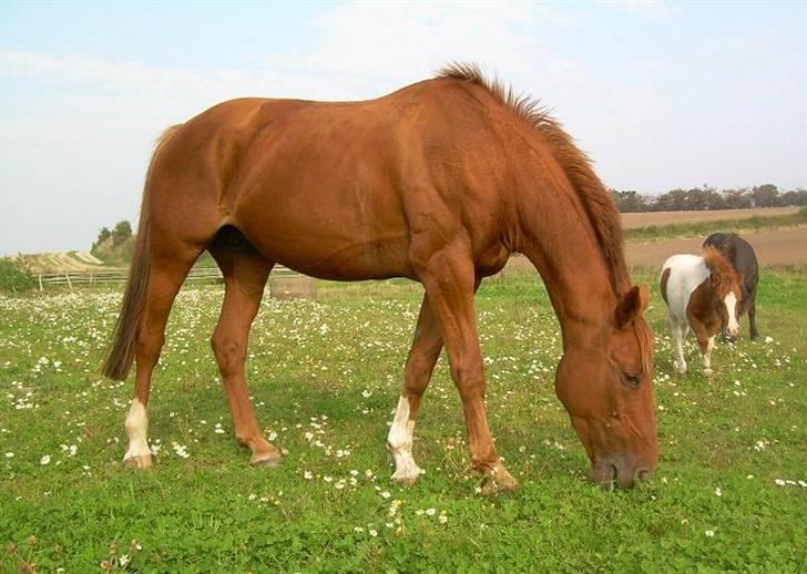 Dansk Varmblod Bella - Foldbillede. billede 7