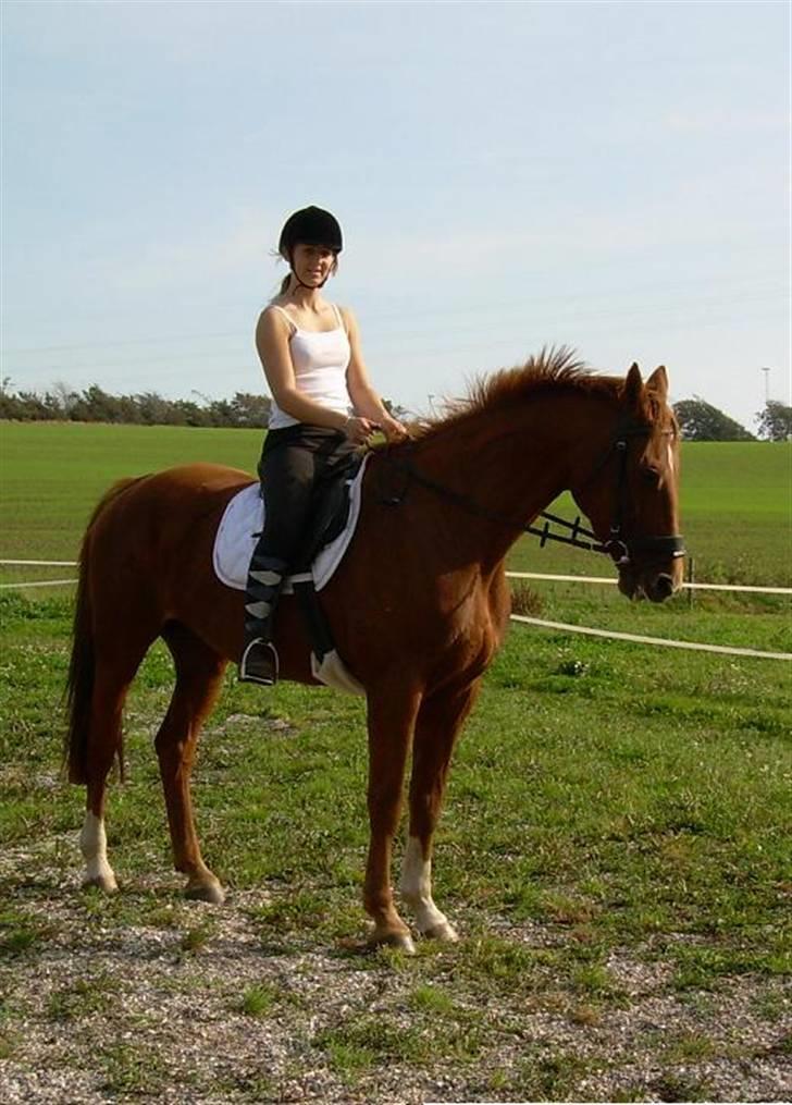 Dansk Varmblod Bella - Bella og jeg billede 9