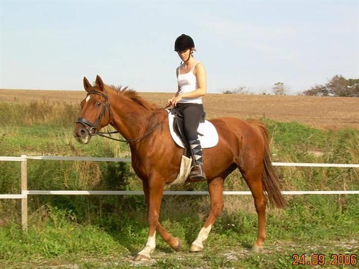 Dansk Varmblod Bella - Der skridtes af.. (: billede 10