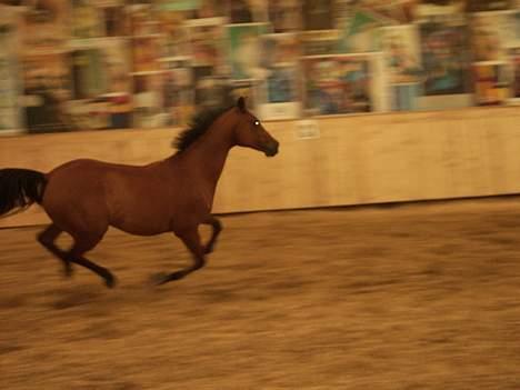 Anden særlig race Henrik » rip - 07 billede 14