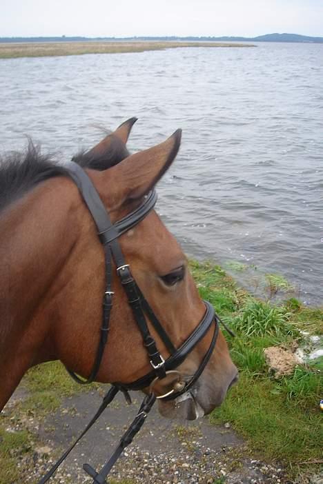 Dansk Varmblod major "Hvor er du?" - en lille tur til stranden da vi var i randers billede 11